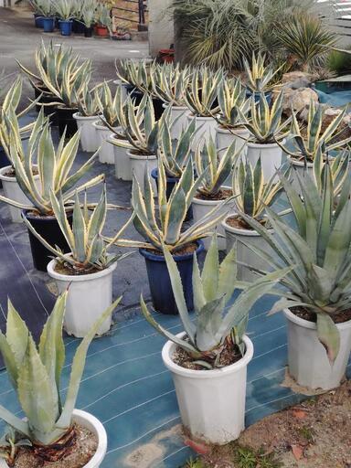 アガベ 植物