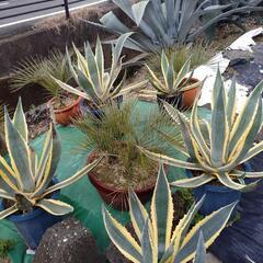 仙渓アガベ 000000016111_IeZNRJE.jpg