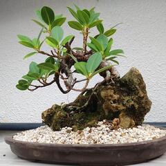 ガジュマル