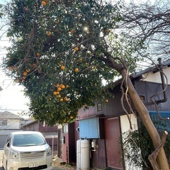 夏みかん
