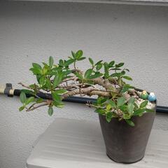 ガジュマル②