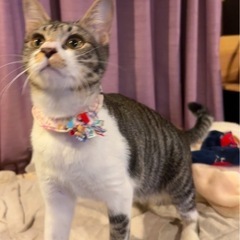 甘えん坊キジ白女子里親さん決まりました