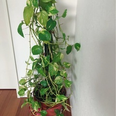 🌈観葉植物 🪴高さ90cm　の画像