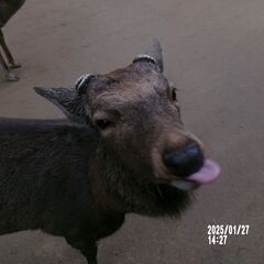 奈良公園で外人と遊びませんか。