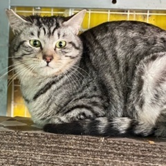 グレーが綺麗なキジのジル - 姫路市