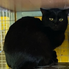 真っ黒な黒猫　ミュール