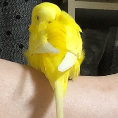 可愛いセキセイインコ　3才