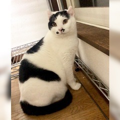 2日、9日譲渡会:豊満ボディがたまらない🥰デカ猫どんこ君 − 東京都
