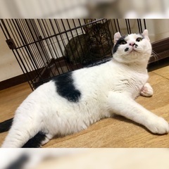 2日、9日譲渡会:豊満ボディがたまらない🥰デカ猫どんこ君 - 目黒区