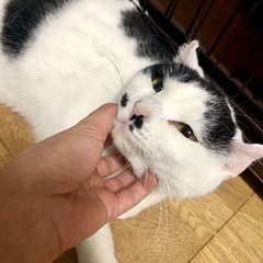 2日、9日譲渡会:豊満ボディがたまらない🥰デカ猫どんこ君 - 猫