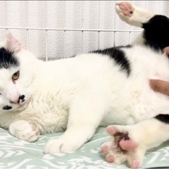 2日、9日譲渡会:豊満ボディがたまらない🥰デカ猫どんこ君 - 里親募集