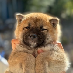 【飼い主様決まりました】柴犬の男の子🐾