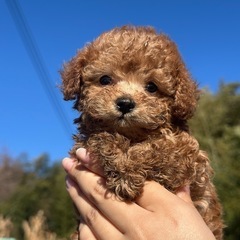 【飼い主様決まりました】トイプードルの男の子🧸