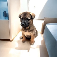 💕❣️約2ヶ月の子犬里親募集