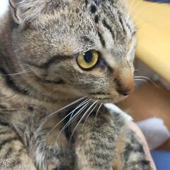 トライアル決まりました　キジトラ　お目々も体も真ん丸　男の子　１歳未満