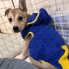 【里親様決まりました✨】3ヵ月の女の子🐶 − 長崎県