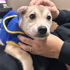 【里親様決まりました✨】3ヵ月の女の子🐶 - 里親募集