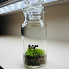 コケリウム　コケテラリウム　苔