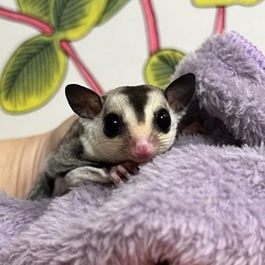 フクロモモンガ ホワイトフェイスpossiクリミノくん🩵最終お値下げ