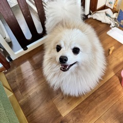 笑顔が可愛いポメラニアンの男の子 - 田方郡