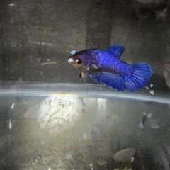 ベタ♀の画像