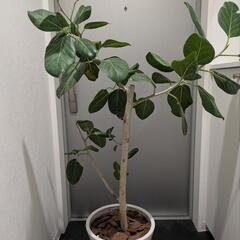 フランスゴムの木の画像