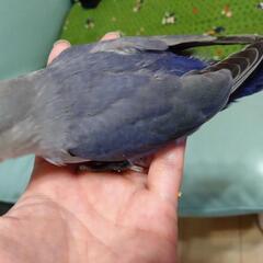 コザクラインコ成長