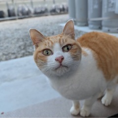 代理投稿です