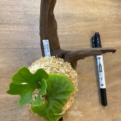  【観葉植物】 ビカクシダ p. リドレイ　シルベリードワーフ