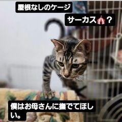 人慣れ、猫なれ、ウサギなれ、犬なれしてます✨たれ目がかわいいキジトラくん - 里親募集