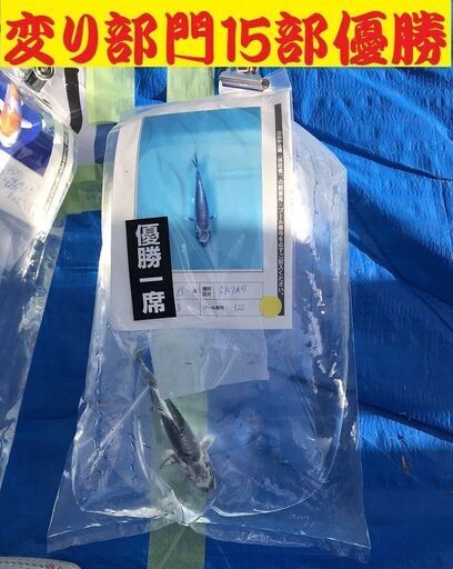 昇鯉出品 2020年11月28日～29日 第21回北陸地区総合錦鯉品評会 場所 手取