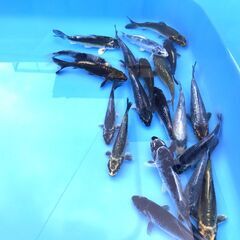 第６０回記念　国際錦鯉品評会！全国大会・変り部門・15部、２０部、優勝記念企画！水槽サイズ！優勝鯉の同腹・兄弟鯉の販売！の画像