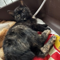 黒が多めのサビ猫　生後2ヶ月　トライアル決定