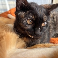 黒が多めのサビ猫　生後2ヶ月　トライアル決定 − 埼玉県