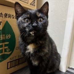 黒が多めのサビ猫　生後2ヶ月　トライアル決定 - 里親募集