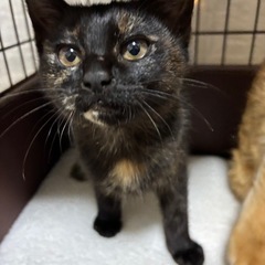 黒が多めのサビ猫　生後2ヶ月　トライアル決定 - 猫