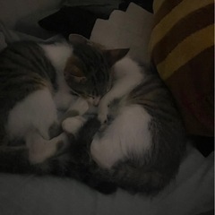 子猫達 − 香川県