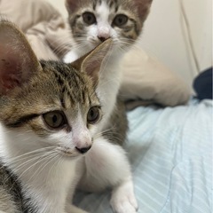子猫達 - 仲多度郡