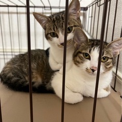子猫達