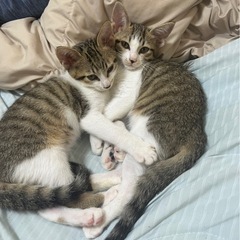 子猫達 - 猫