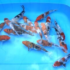 第６０回　国際錦鯉品評会！全国大会・変り部門・15部、２０部、優...