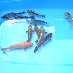 第６０回　国際錦鯉品評会！全国大会・変り部門・15部、２０部、優...