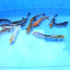 第６０回記念　国際錦鯉品評会！全国大会・変り部門・15部、２０部、優勝記念企画！水槽サイズ！優勝鯉と同腹・兄弟鯉の画像
