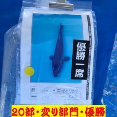 第６０回　国際錦鯉品評会！全国大会・変り部門・15部、２０部、優...