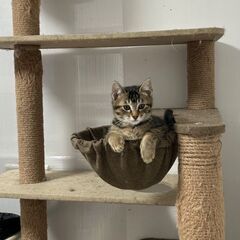 【やんちゃ坊主の子猫♂！若様です！】