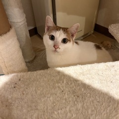 ライチちゃん推定1〜2歳可愛いです