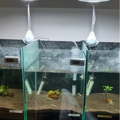 カミハタ　ヴォルテス　ホワイト灯アームセット　2つの画像