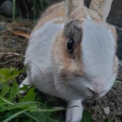 ミニうさぎ