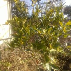 金柑大苗（ぷちまる）の画像