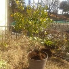 金柑大苗（ぷちまる）の画像